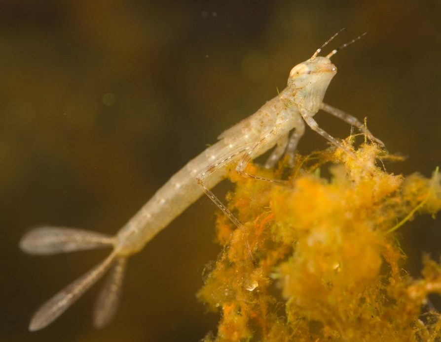 Narrow-winged damselfly nymph (Coenagrionidae)